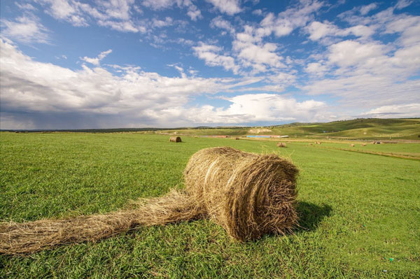 portable hay moisture tester